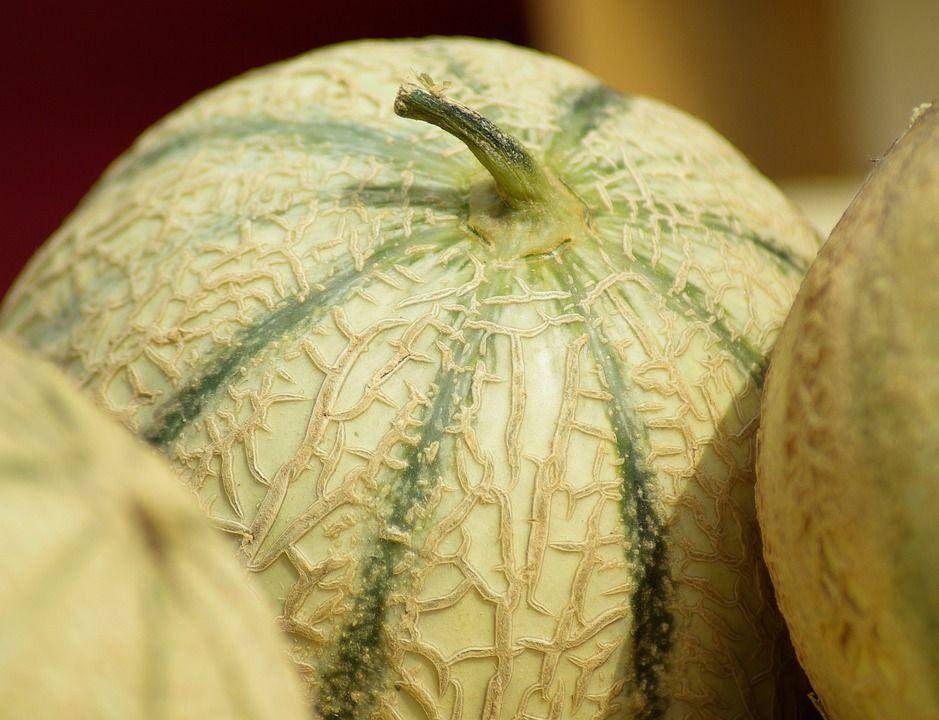 Ilustrasi buah melon segar (pixabay.com/jackmac34)