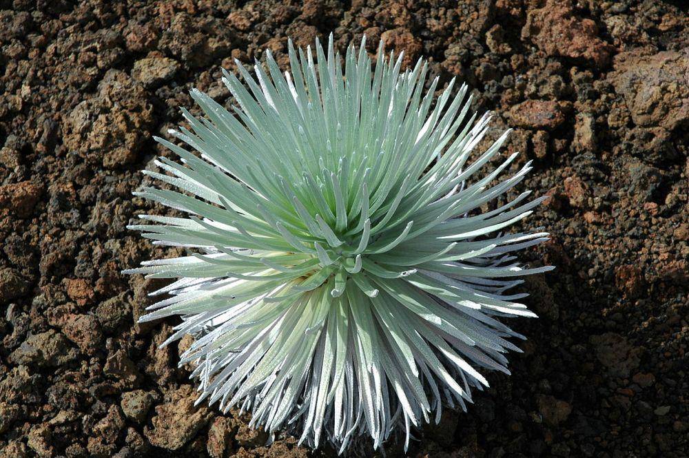 Argyroxiphium sandwicense subsp. macrocephalum (commons.wikimedia.org/Witort)