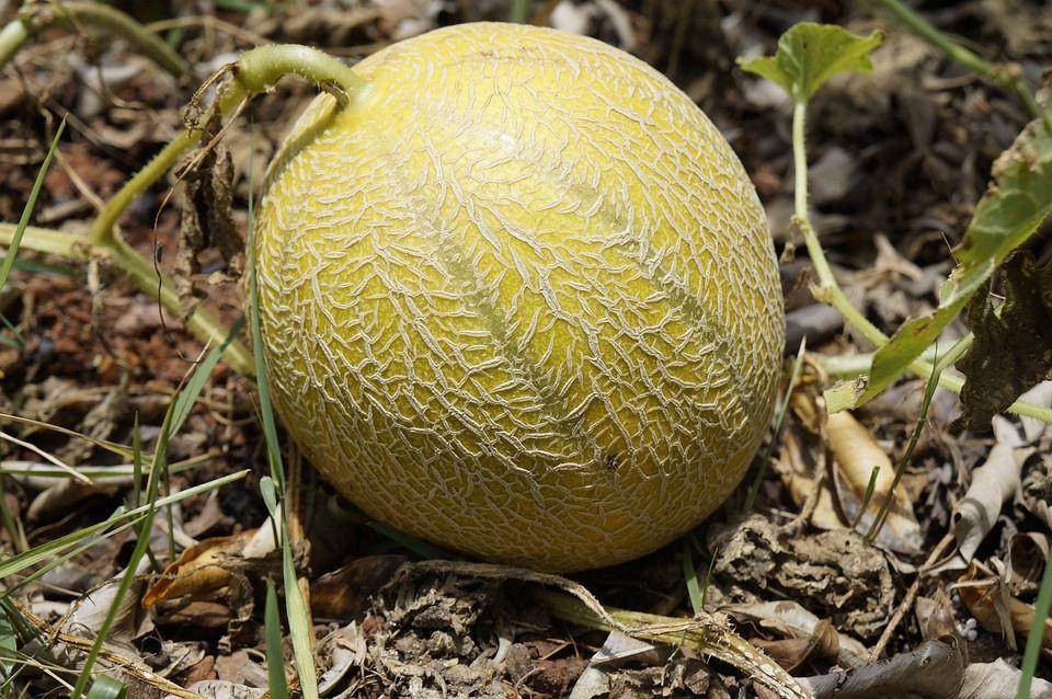 Ilustrasi melon manis dan matang (pixabay.com/ruffles511)