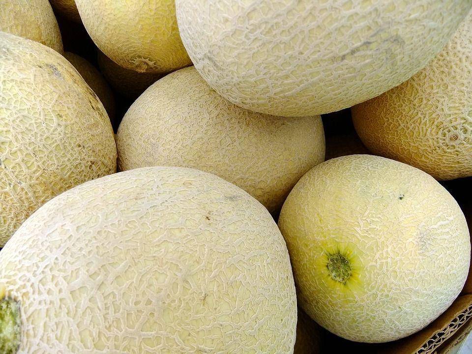 Ilustrasi melon manis dan matang (pixabay.com/dennis)