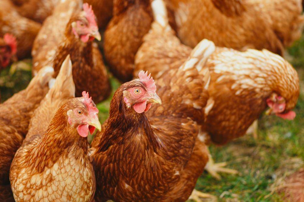 ilustrasi ayam (pexels.com/Alexas Fotos)