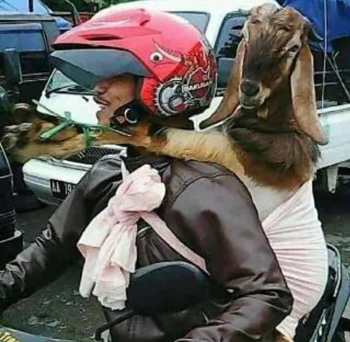 potret lucu hewan saat dibawa dengan motor (facebook.com/Andry Sulaiman)