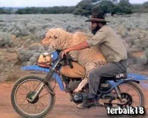 potret lucu hewan saat dibawa dengan motor (facebook.com/Koleksi Lawak Jenaka Kelakar)