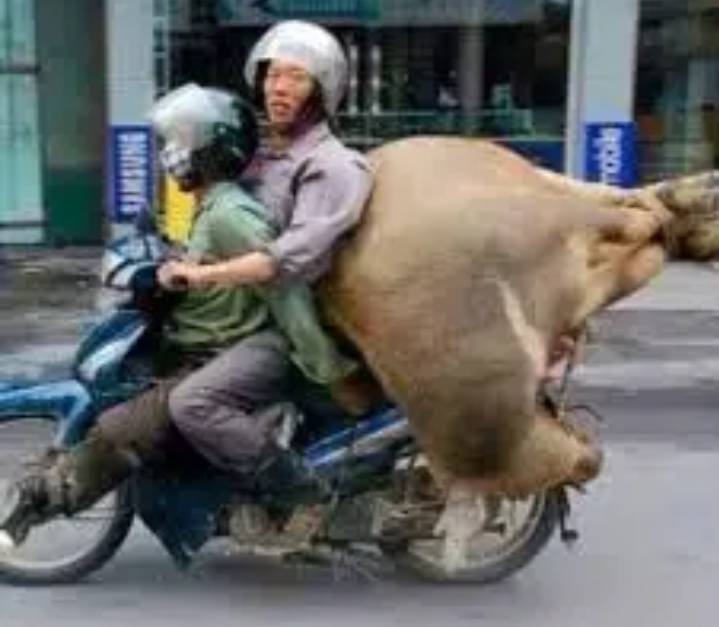 potret lucu hewan saat dibawa dengan motor (facebook.com/Rafka)