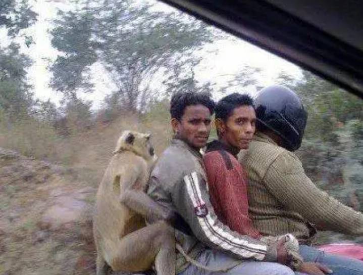 potret lucu hewan saat dibawa dengan motor (facebook.com/Mnahri Sam)