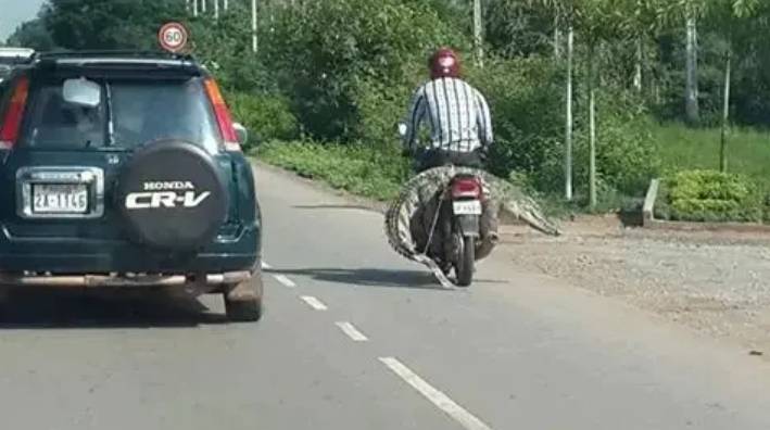 potret lucu hewan saat dibawa dengan motor (facebook.com/Rayhan Imam Musidi)