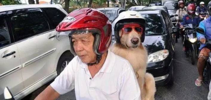potret lucu hewan saat dibawa dengan motor (facebook.com/Tisna Bali)