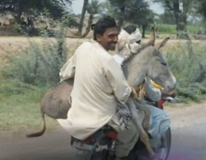 potret lucu hewan saat dibawa dengan motor (facebook.com/Otosia.com)