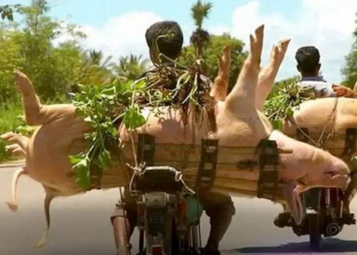 potret lucu nomor kendaraan saat dibawa dengan motor (facebook.com/Otosia.com)