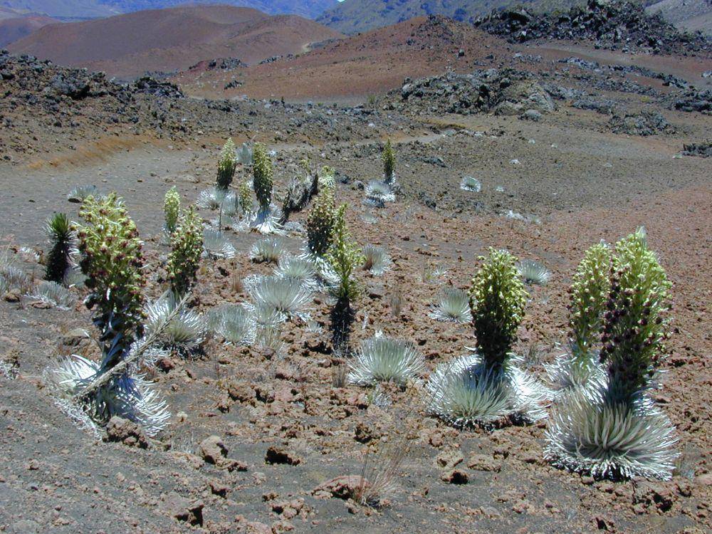 Argyroxiphium sandwicense subsp. macrocephalum (commons.wikimedia.org/Forest and Kim Starr)