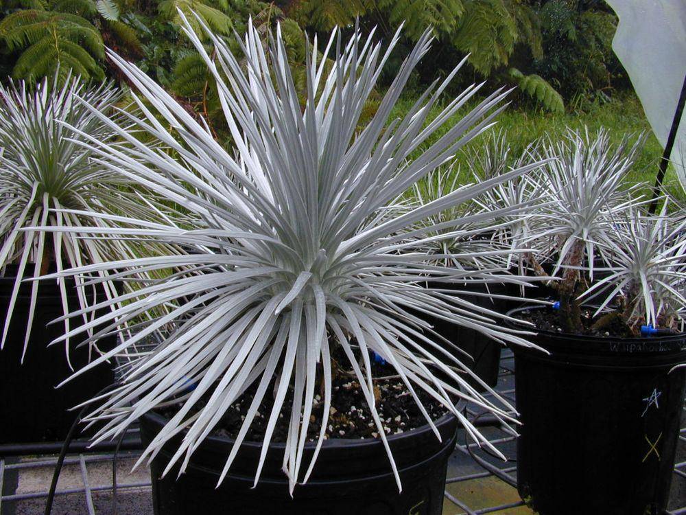 Argyroxiphium sandwicense subsp. sandwicense (commons.wikimedia.org/Forest, Kim Starr)