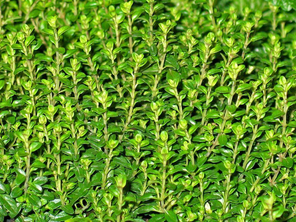 tanaman thyme (pixabay.com/KRiemer)