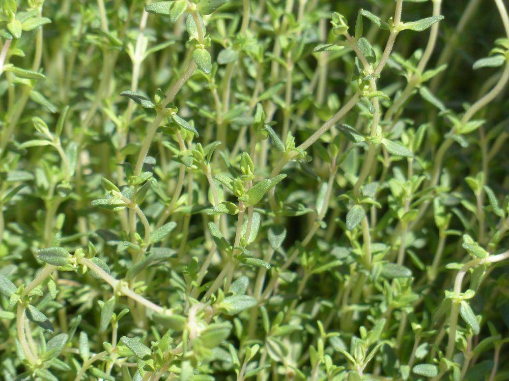 tanaman thyme (pixabay.com/Hans)