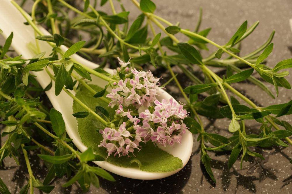 tanaman thyme (pixabay.com/photosforyou)