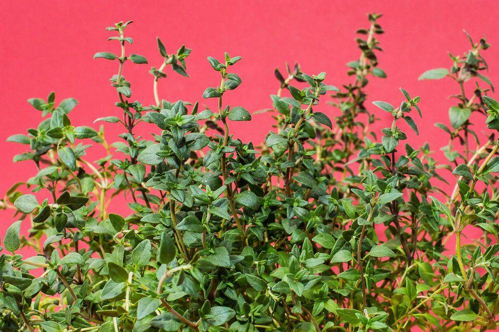 tanaman thyme (pixabay.com/maxmann)