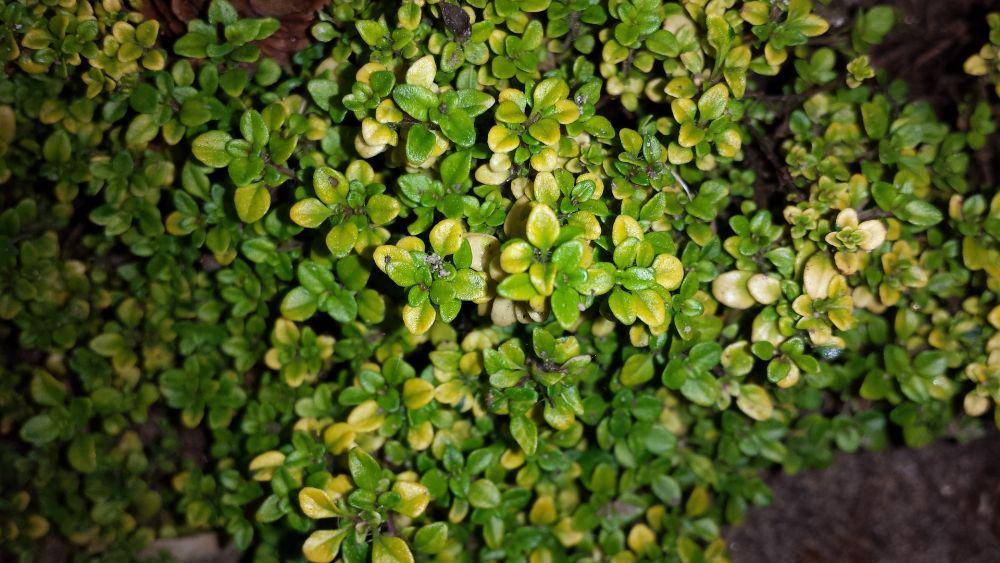 tanaman thyme (pixabay.com/pietkok2)