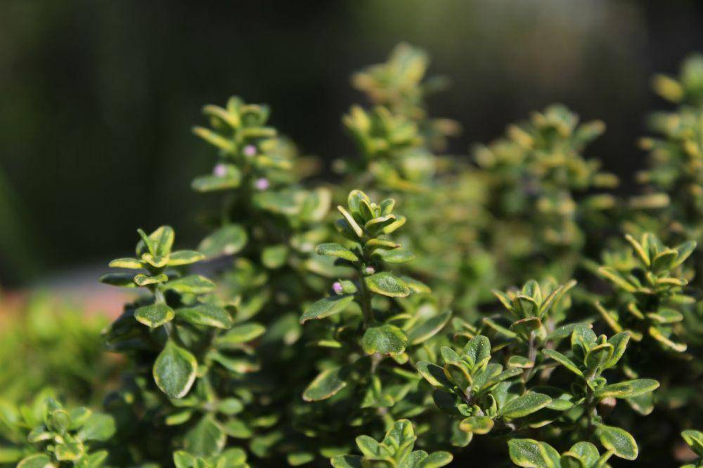 tanaman thyme (pixabay.com/biancaberg)