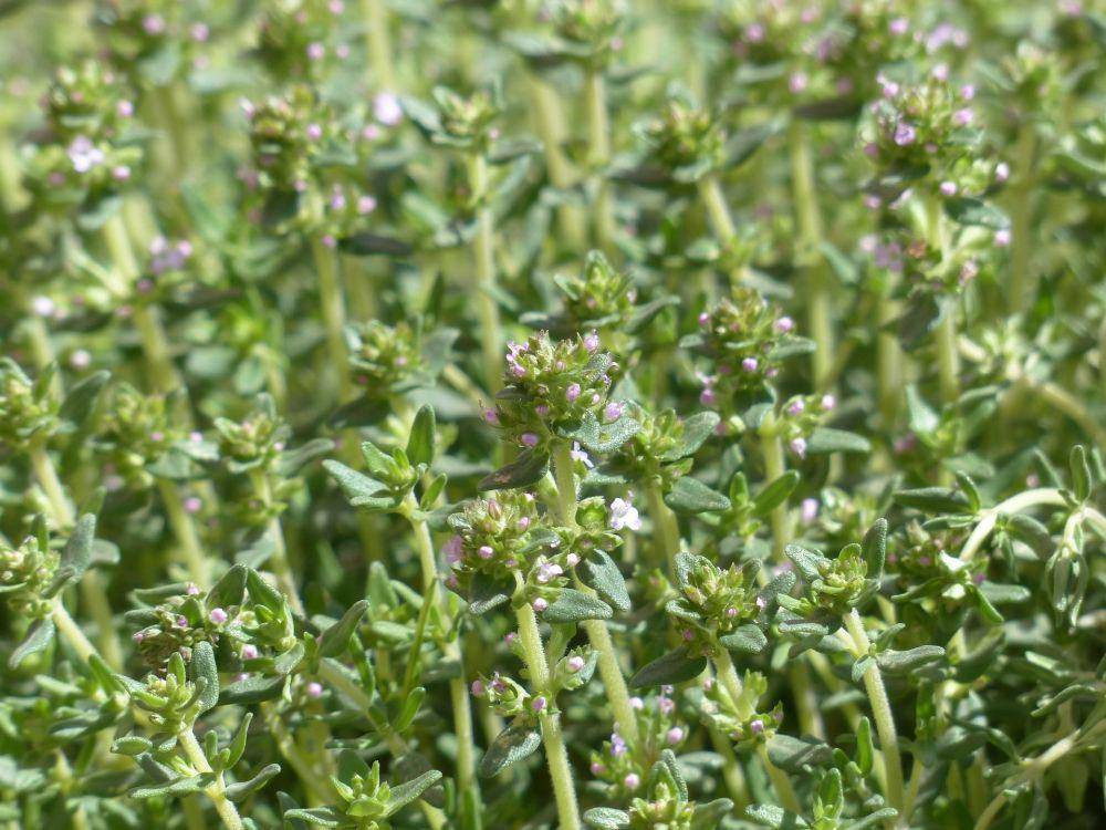tanaman thyme (pixabay.com/Hans)