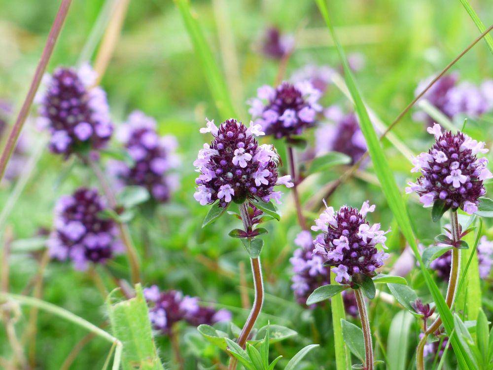 bunga tanaman thyme (pixabay.com/Hans)