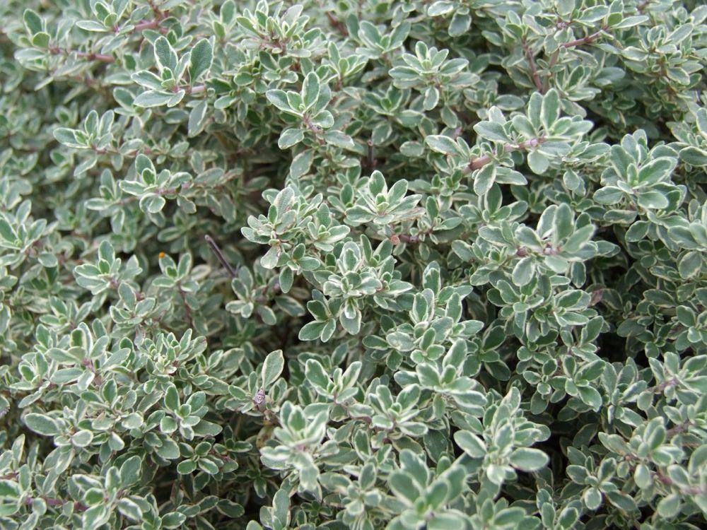 tanaman thyme (pixabay.com/deluna)