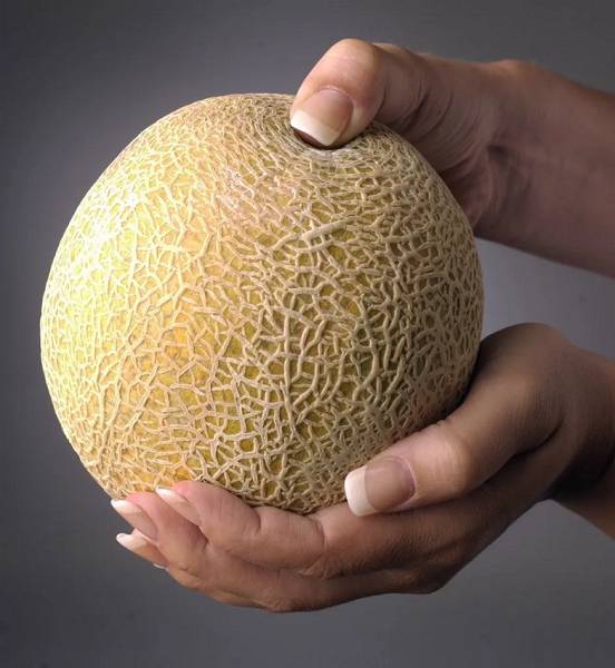Ilustrasi menekan melon dengan jari (jacksonville.com)