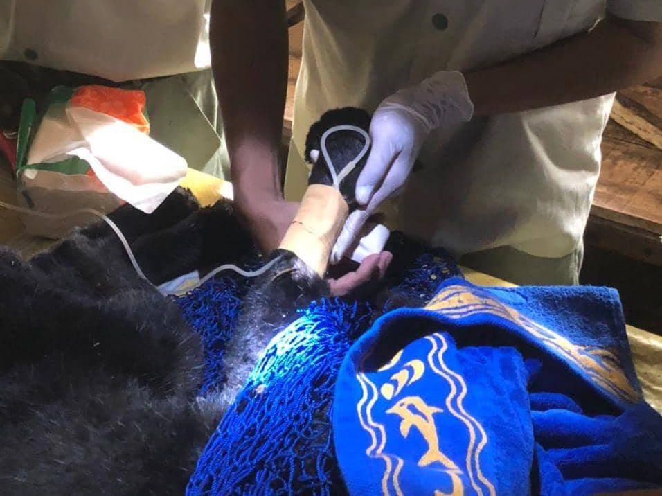 Ditemukan Lemas, Macan Kumbang Betina Mati Saat Dirawat di Dolphin Center Batang
