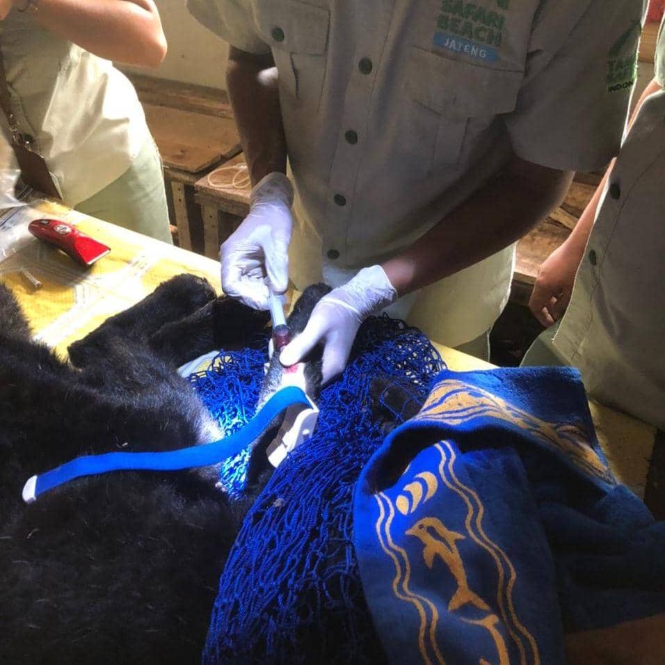 Seorang petugas medis memeriksa macan kumbang betina di Dolphin Center Batang. (IDN Times/Dok Humas BKSDA Jateng)