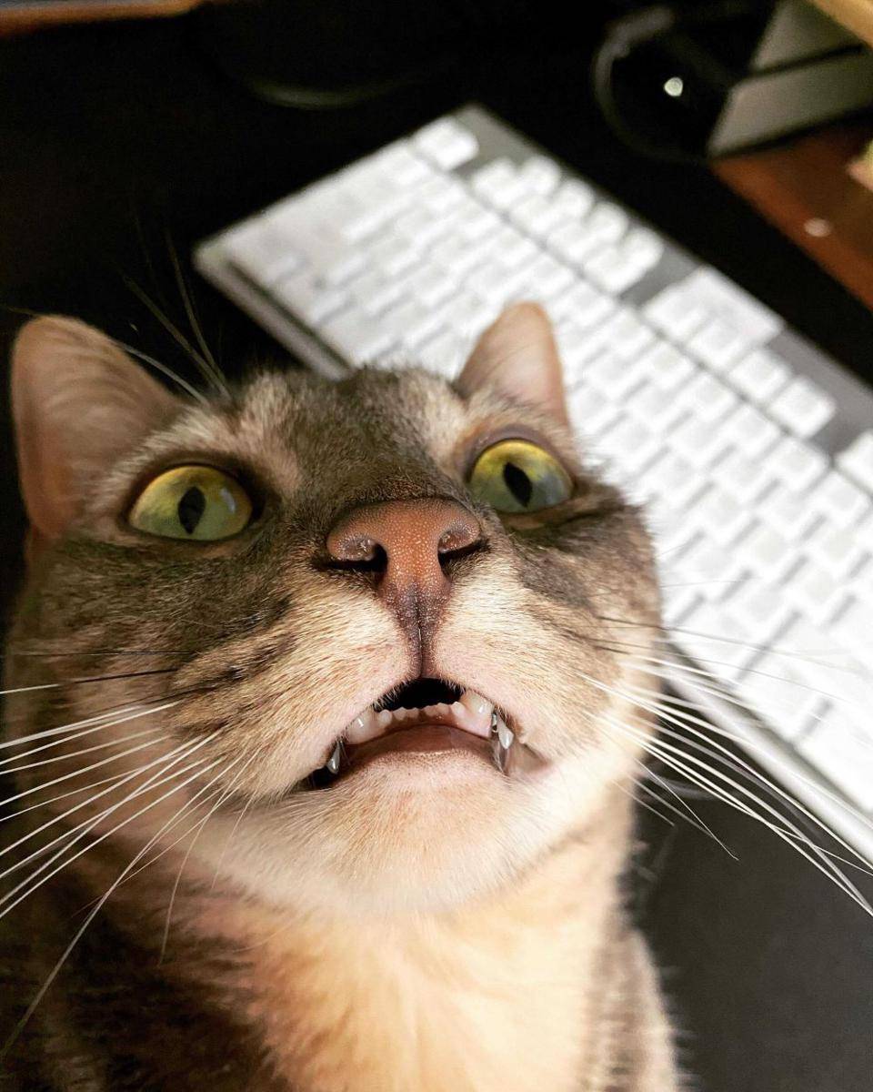 potret kocak muka anabul pas kaget (reddit.com/user/here4thememes420)