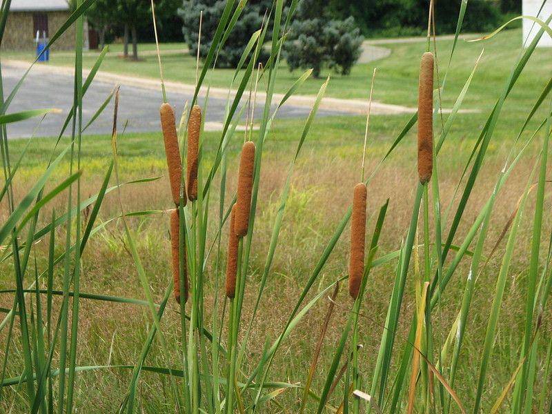 ilustrasi tanaman cattails (flickr.com/Amy Woodward)