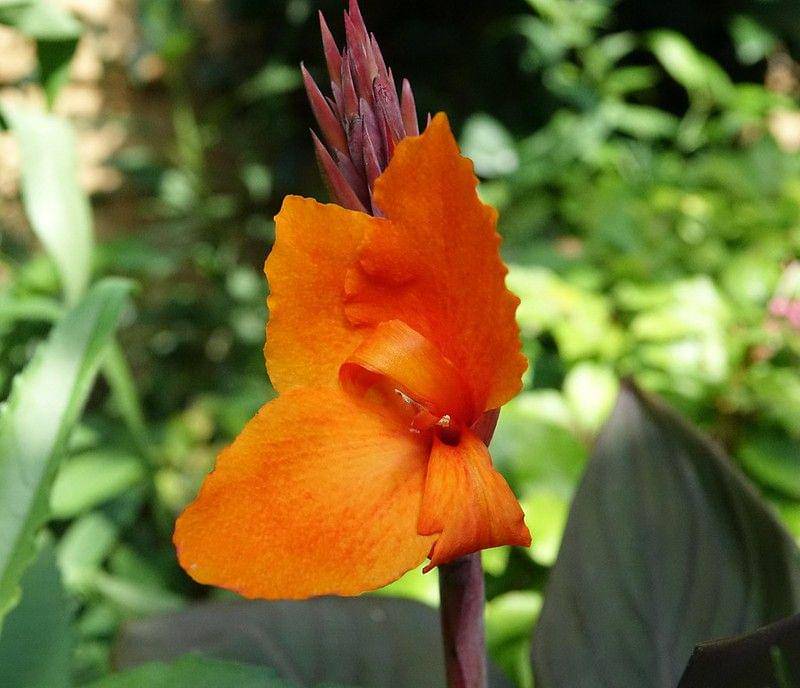 ilustrasi bunga tasbih - Canna (flickr.com/Gerard Stolk)