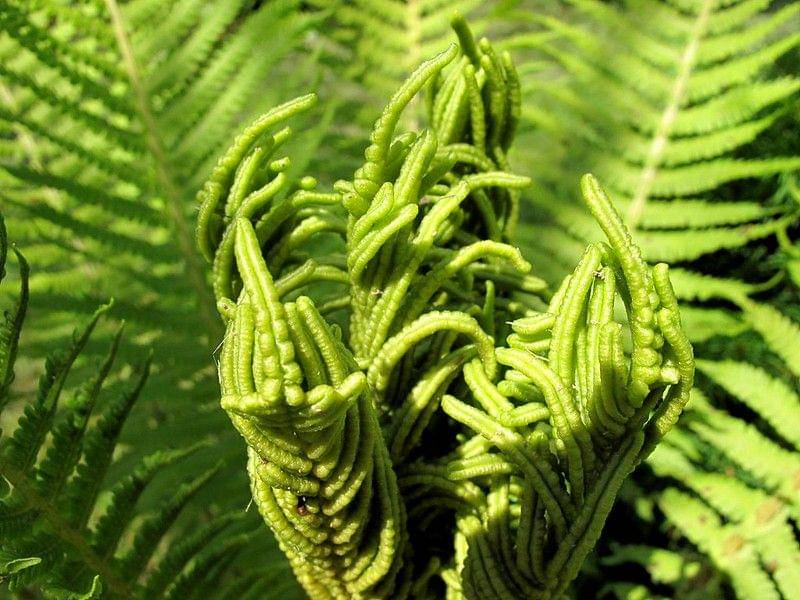 ilustrasi tanaman pakis (flickr.com/Astenni)