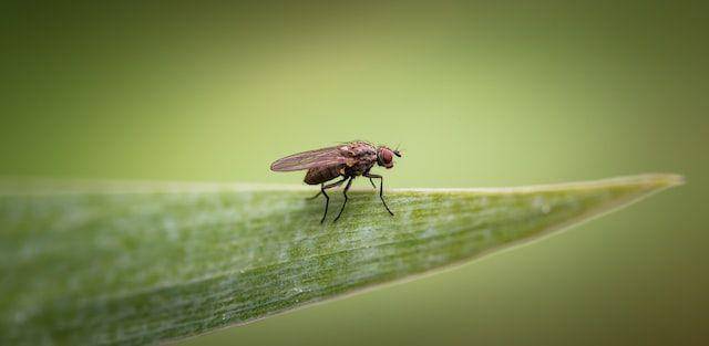 lalat sebagai mangsa dan juga predator (https://unsplash.com/photos/a5xO44fH3rM)