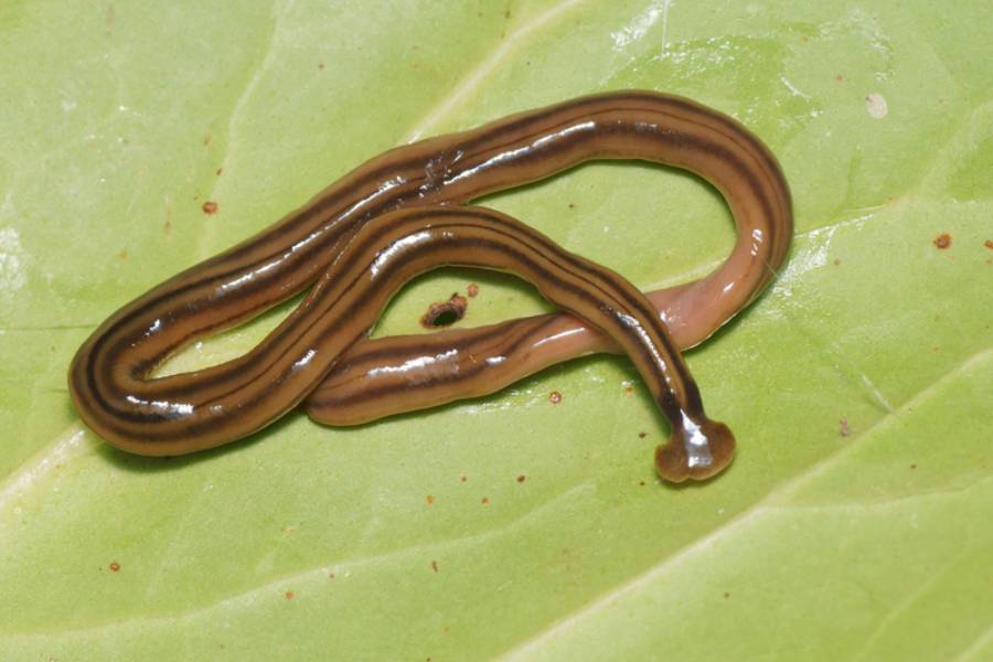 cacing kepala martil panjang (commons.wikimedia.org)