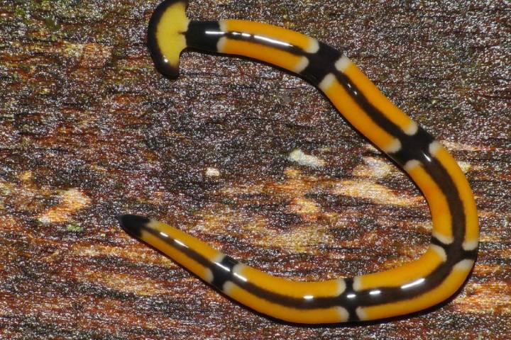 cacing kepala martil warna cokelat (flickr.com/Bernard DUPONT)