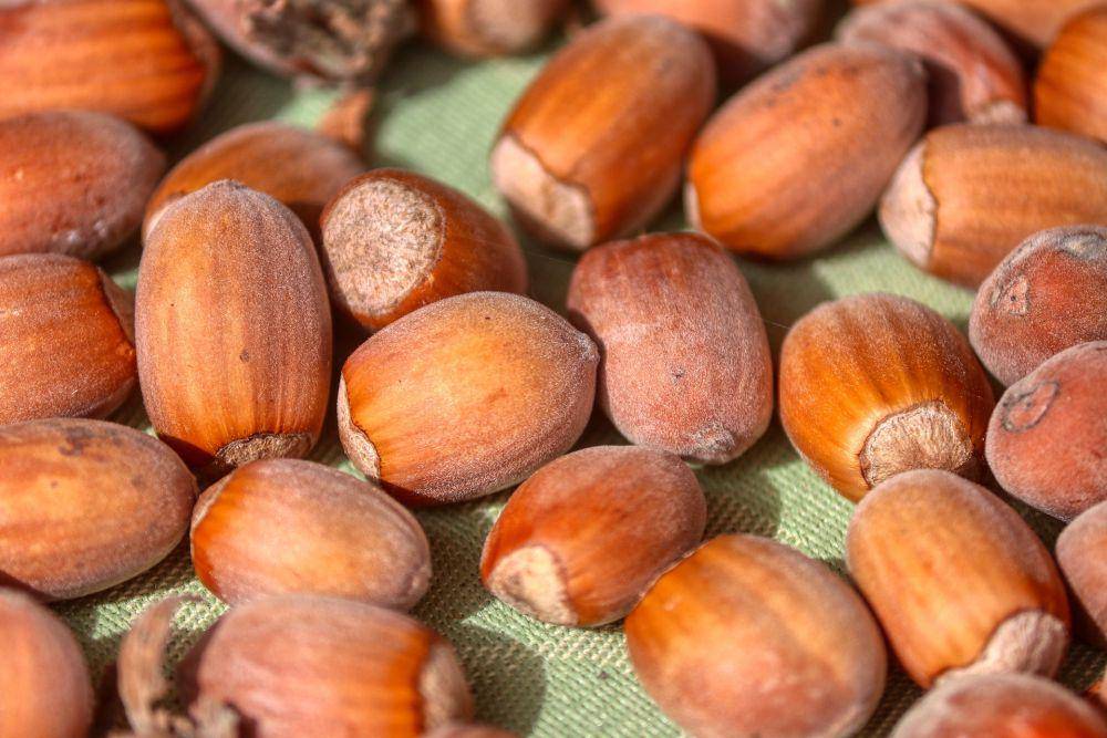 Kacang hazelnut (pixabay.com/planet_fox)