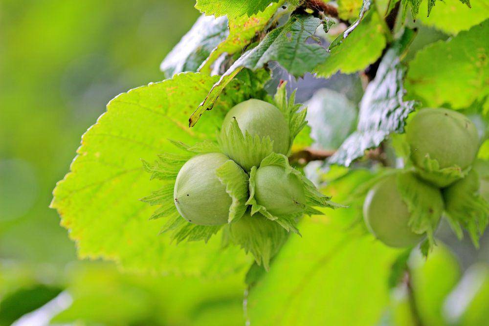Kacang hazelnut (pixabay.com/Myriams-Fotos)
