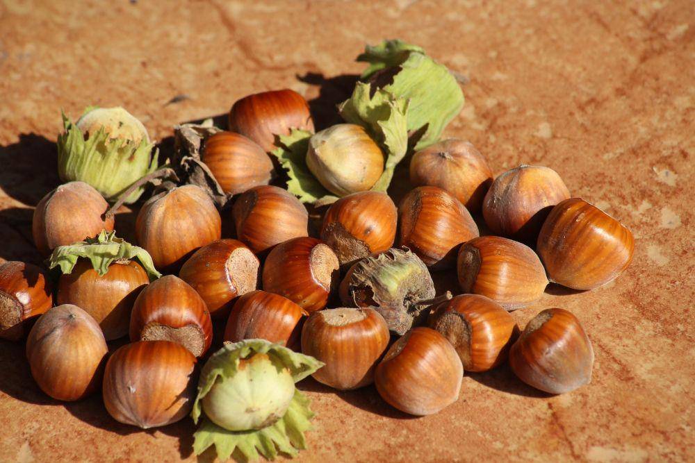 hazelnut (_Alicja_)