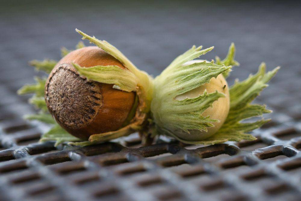 kacang hazelnut (pixabay.com/wvrede)