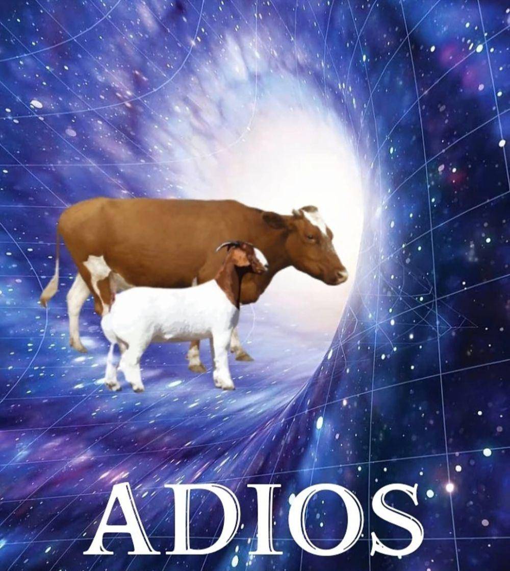 meme adios (instagram.com/qikymeme8)