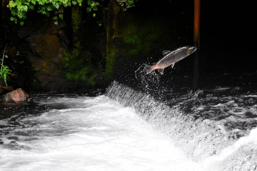 ilustrasi ikan salmon (unsplash.com/Drew Farwell)