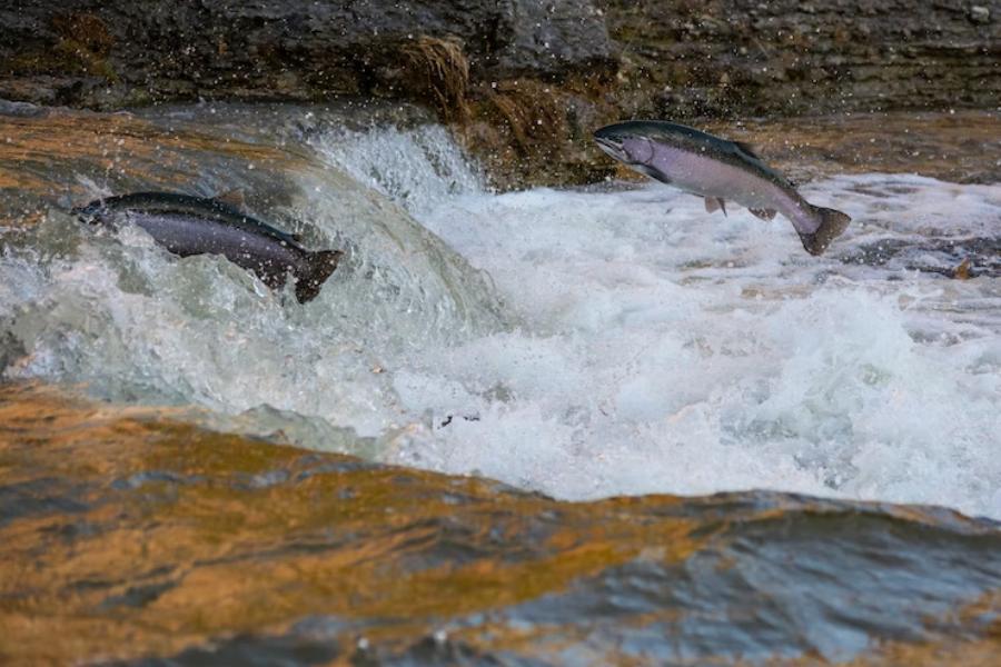 Kenapa Ikan Salmon Berenang Melawan Arus? Ternyata Ada Misi