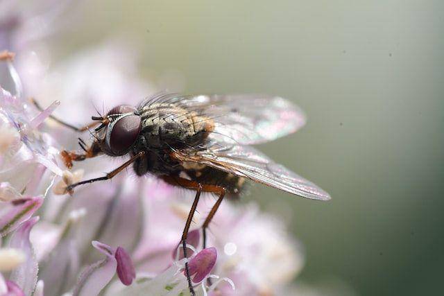 lalat sebagai polinator (https://unsplash.com/photos/LW5sQ8RwUaE)