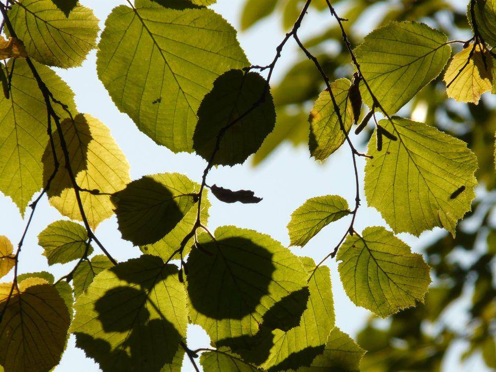 Daun hazelnut (pixabay.com/Hans)