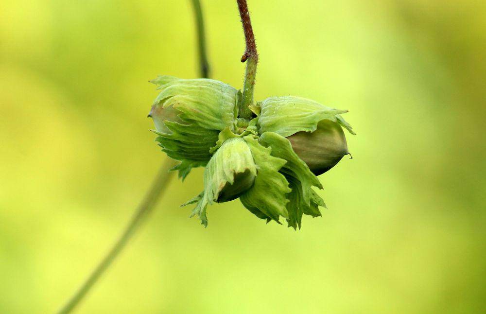 hazelnut (pixabay.com/_Alicja_)