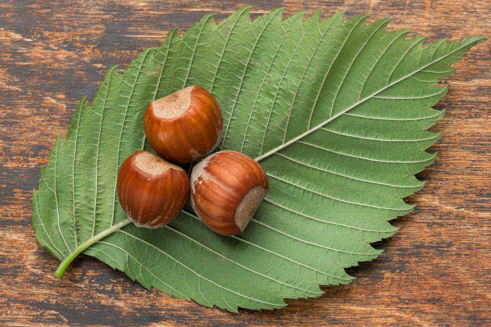 hazelnut (freepik.com/freepik)