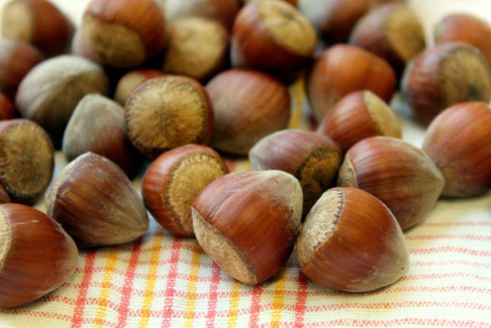 hazelnut (pixabay.com/_Alicja_)
