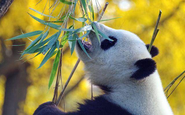 panda makan daun bambu (pixabay.com/wal_172619-12138562)