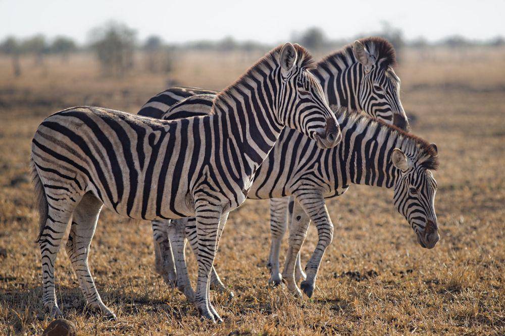 ilustrasi zebra (pexels.com/@adriaan-greyling)