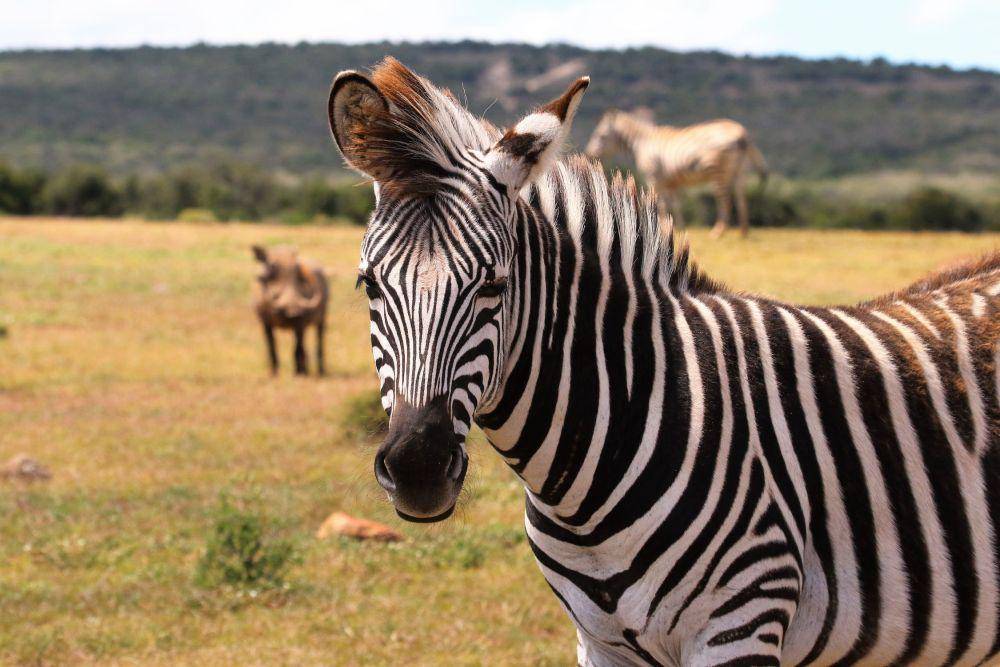 ilustrasi zebra (pexels.com/@magda-ehlers-pexels)