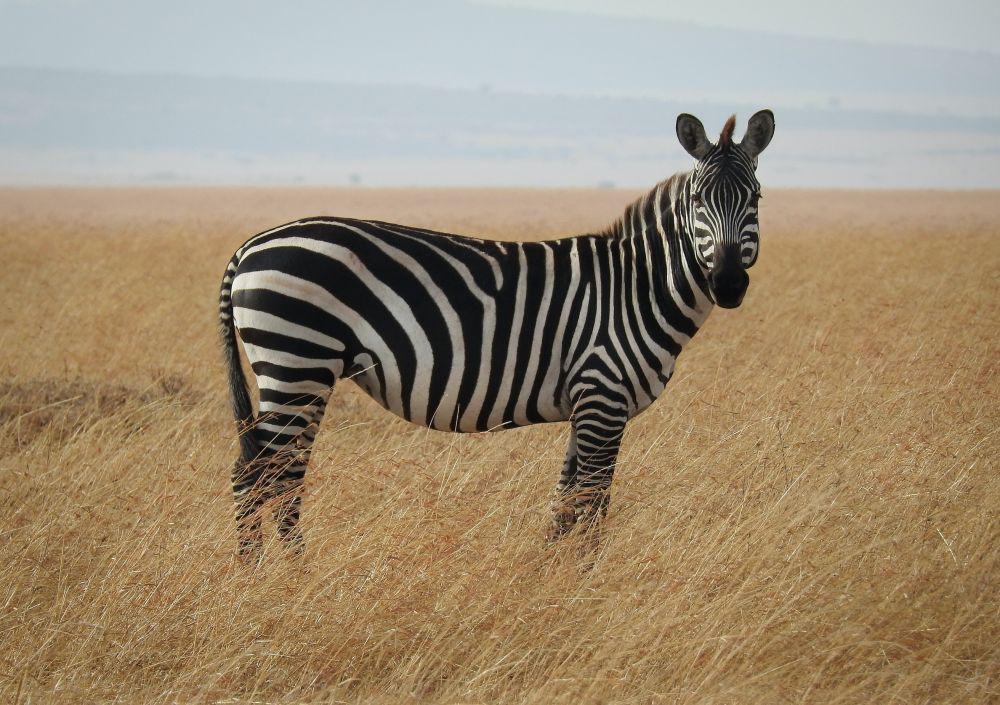 5 Filosofi Tak Biasa dari Zebra, Motif Belang yang Penuh Makna!